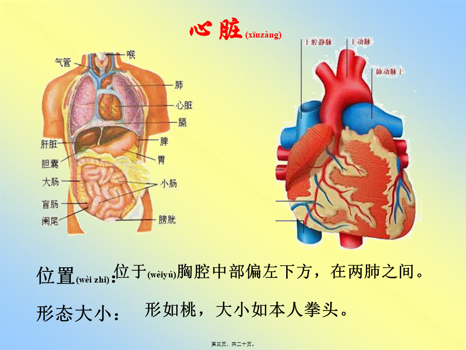 2022年医学专题—第三节-输送血液的泵—心脏(1).ppt_第3页