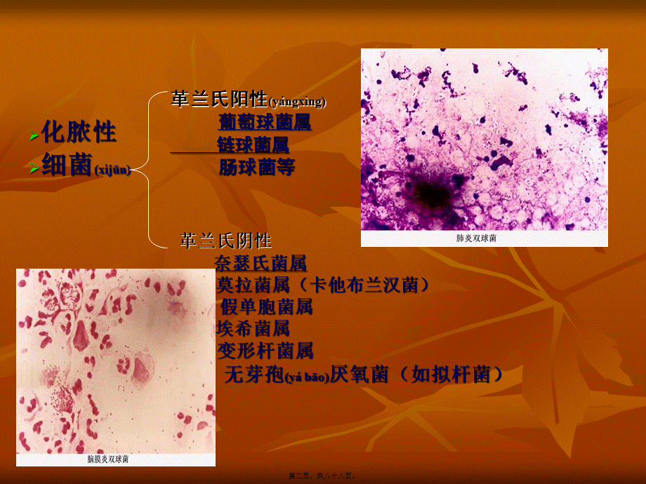 2022年医学专题—第8章-化脓性细菌(1).ppt_第2页