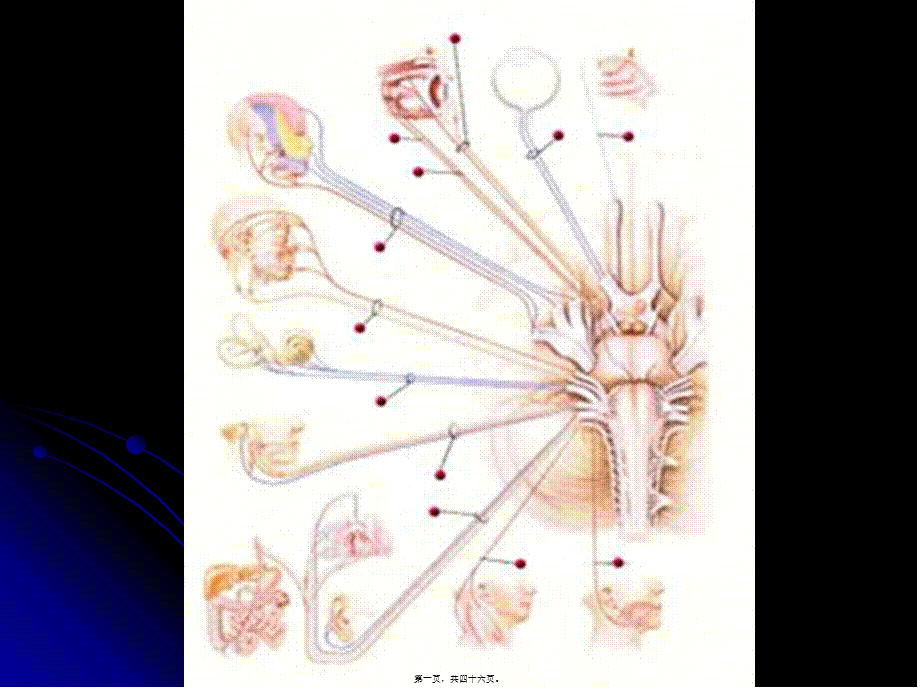 2022年医学专题—脑神经、植物神经(1).ppt_第1页