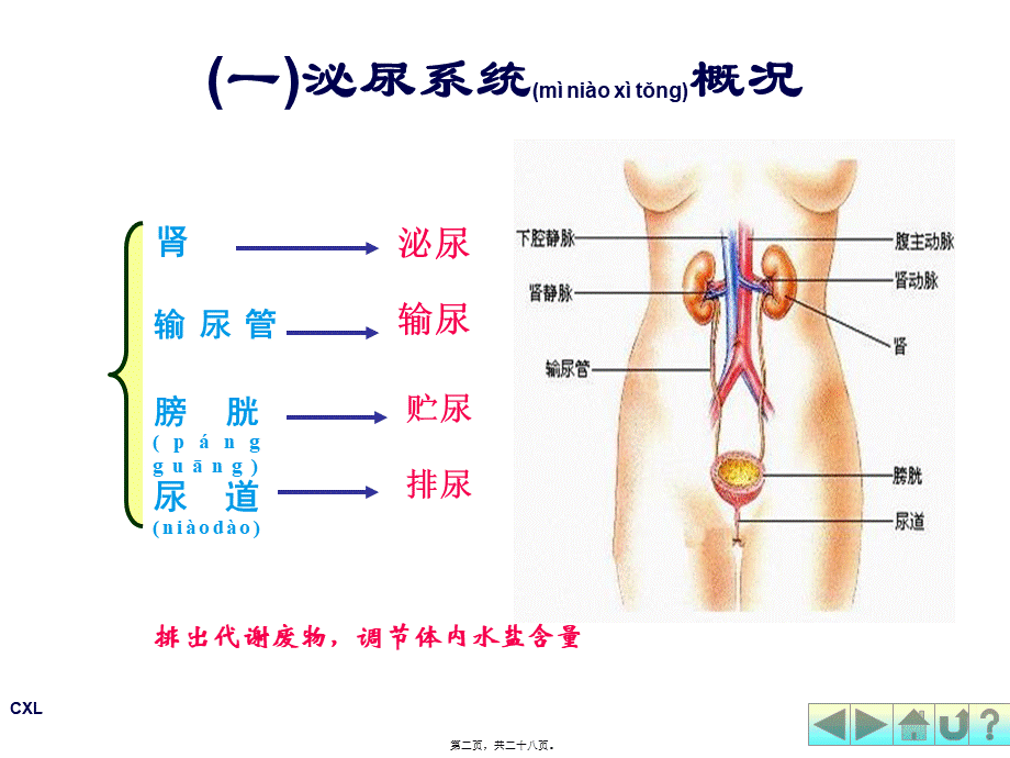 2022年医学专题—幼儿营养与卫生第六课-排泄系统与内分泌系统.ppt_第2页