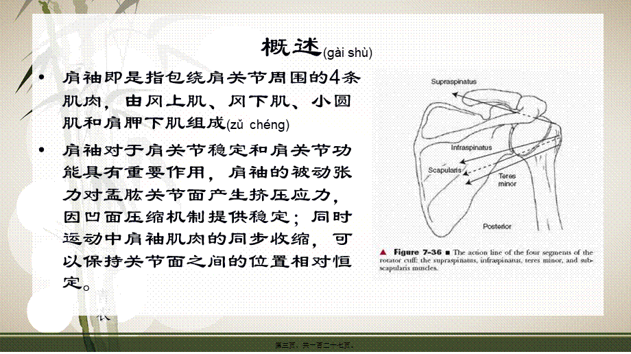 2022年医学专题—肩袖损伤的康复.ppt_第3页