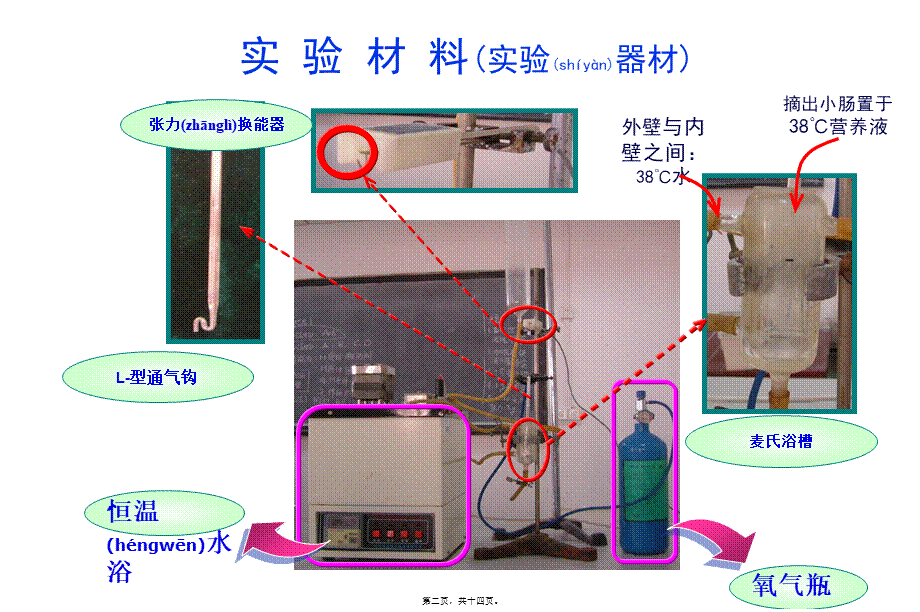 2022年医学专题—乙酰胆碱阿托品对家兔离体肠管的影响(1).ppt_第2页