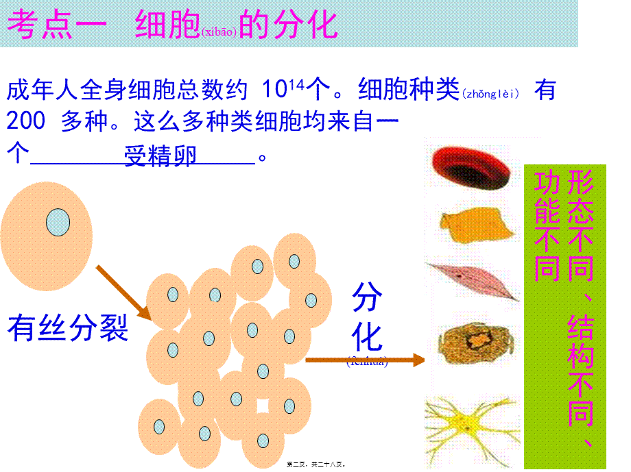 2022年医学专题—复习细胞的分化、衰老、凋亡和癌变.ppt_第2页