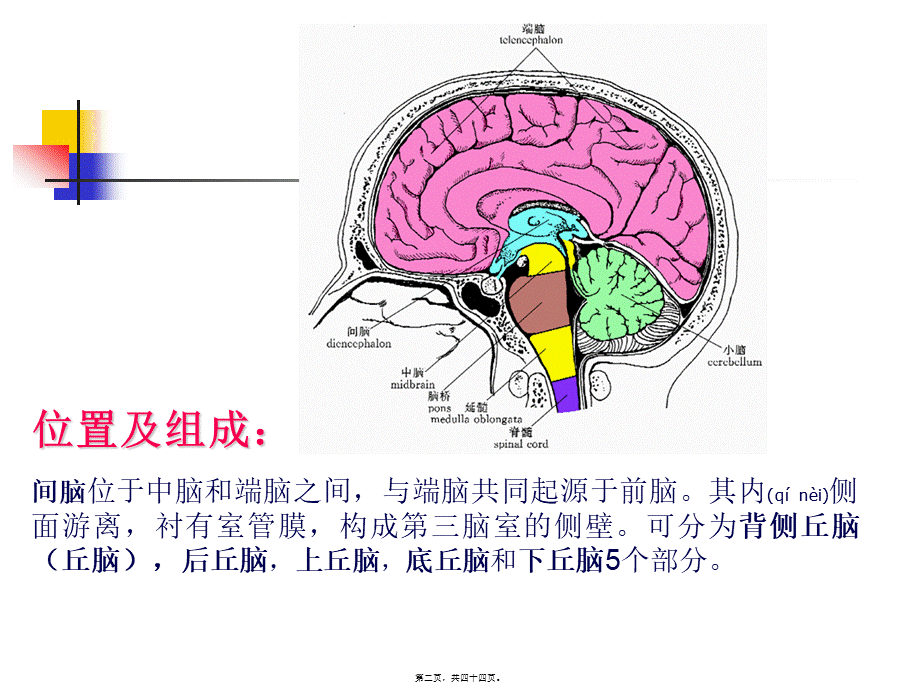 2022年医学专题—丘脑结构及功能---副本.ppt_第2页