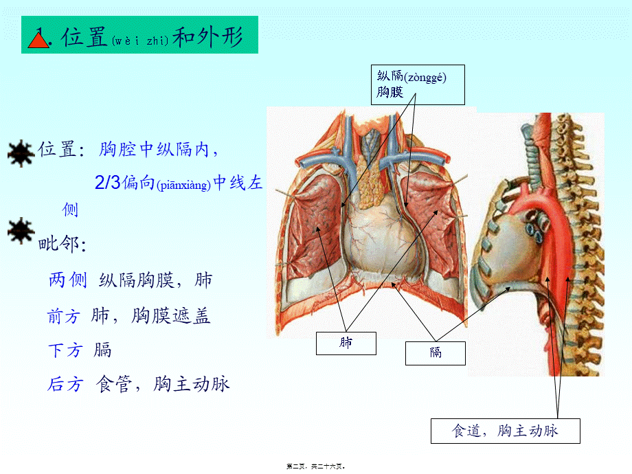 2022年医学专题—心脏动脉静脉淋巴.ppt_第2页