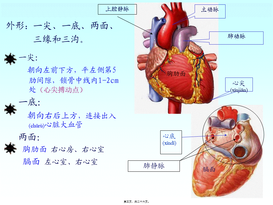 2022年医学专题—心脏动脉静脉淋巴.ppt_第3页