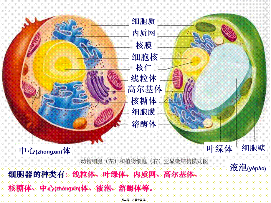 2022年医学专题—细胞器.pptx_第2页