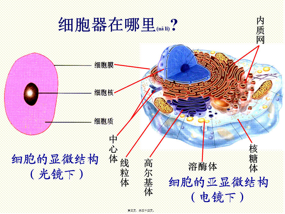 2022年医学专题—细胞器.pptx_第3页