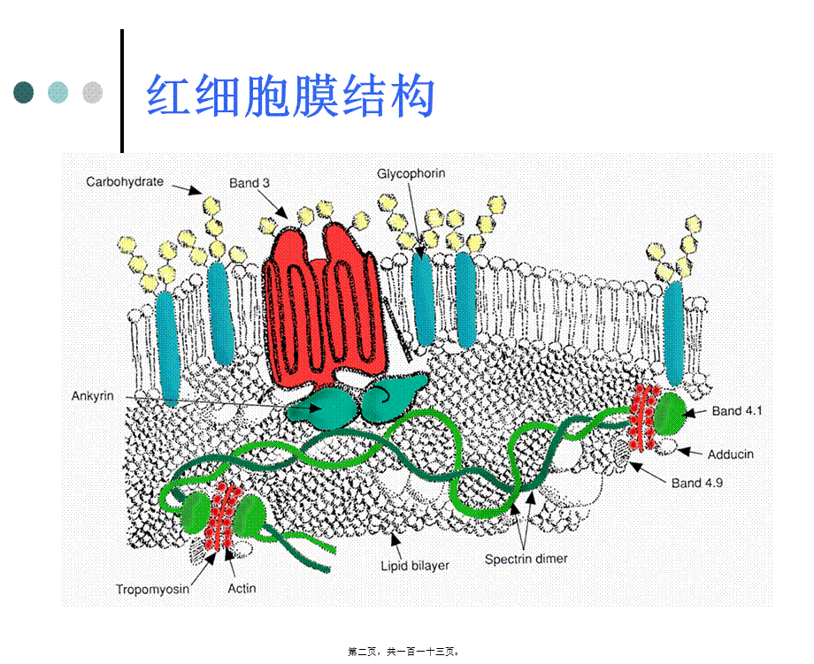 2022年医学专题—第八章5节溶血贫血(1).ppt_第2页