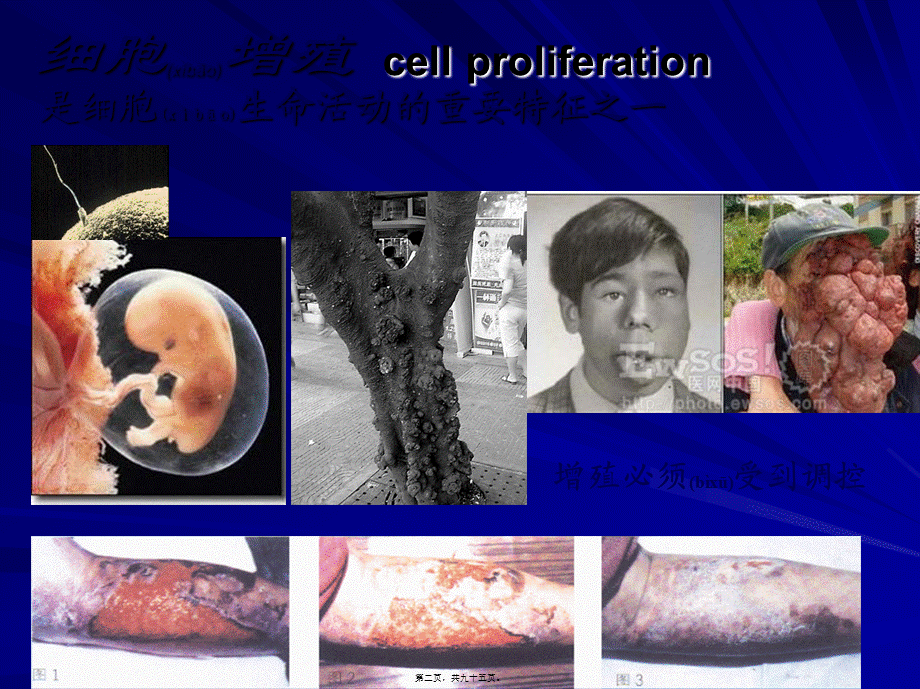 2022年医学专题—第九章-细胞分裂与细胞周期4.ppt_第2页