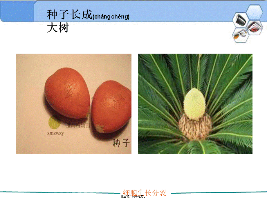 2022年医学专题—第一节-细胞通过分裂产生新的细胞(1).ppt_第3页