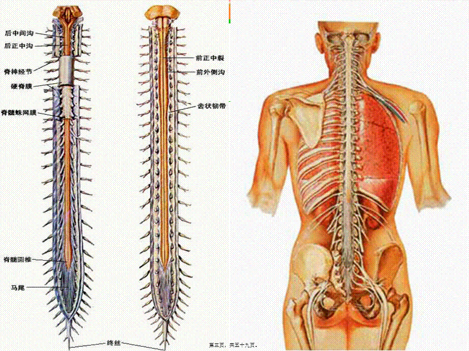 2022年医学专题—脊髓炎(1).ppt_第3页