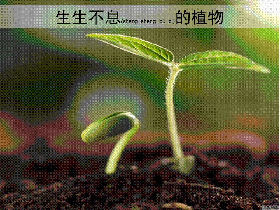 2022年医学专题—知识扩展花蕊雄蕊雌蕊花药花丝2个精子花粉柱头传粉花柱子房胚珠种(1).ppt_第2页