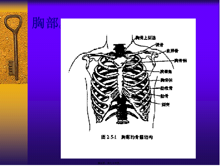 2022年医学专题—胸肺检查讲稿硕(1).ppt_第3页