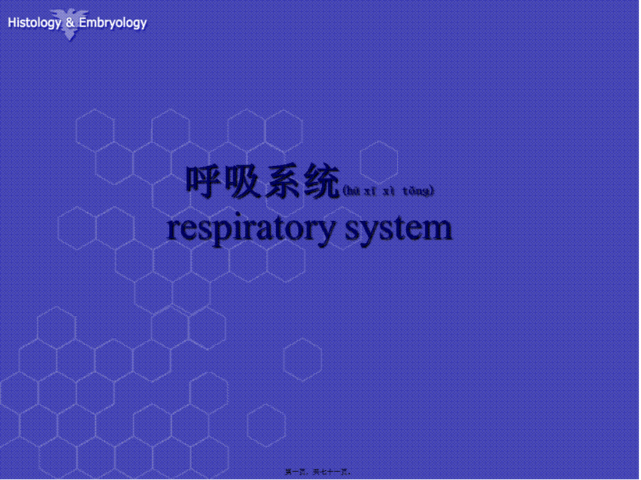 2022年医学专题—呼吸系统组织结构-徐伟珍(1).ppt_第1页