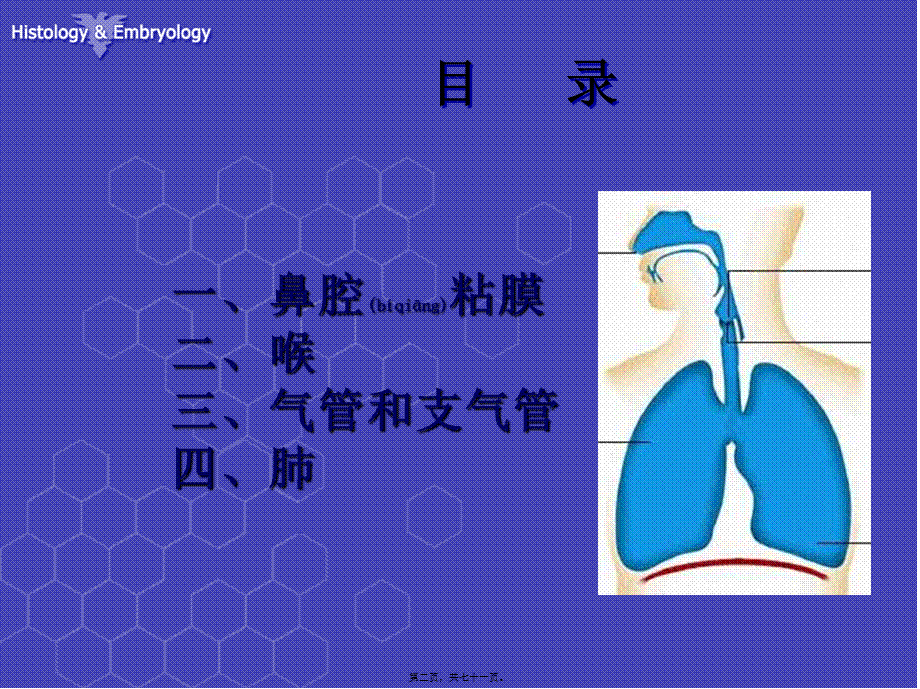 2022年医学专题—呼吸系统组织结构-徐伟珍(1).ppt_第2页