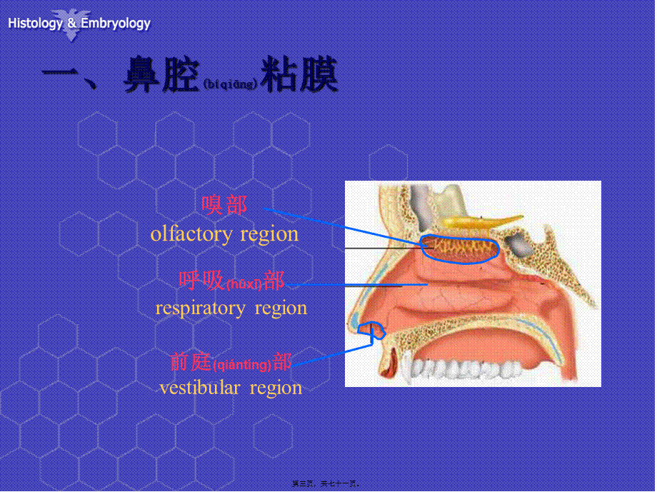 2022年医学专题—呼吸系统组织结构-徐伟珍(1).ppt_第3页