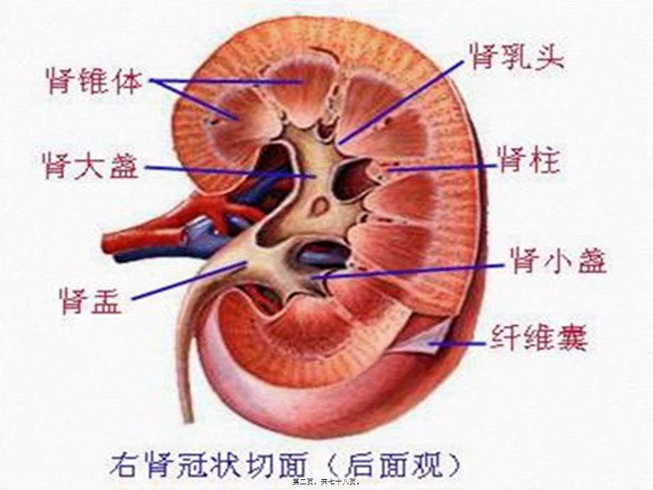 学时尿液检查.ppt_第2页