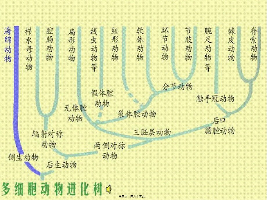 2022年医学专题—多细胞动物的胚胎发育.ppt_第3页