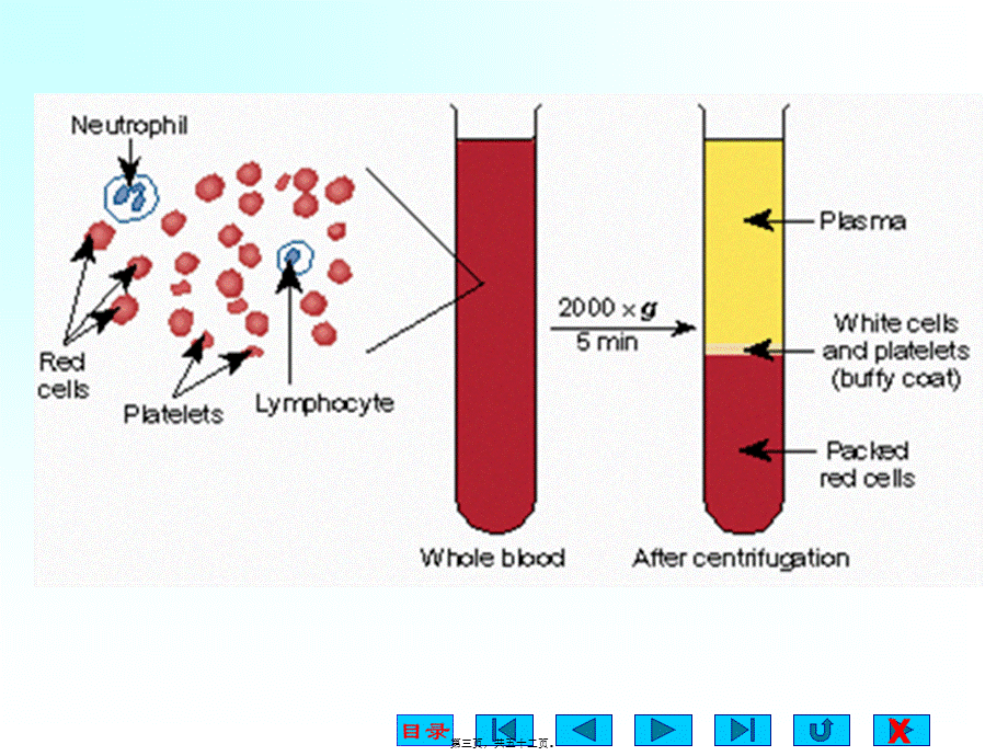 2022年医学专题—三--血液.ppt_第3页