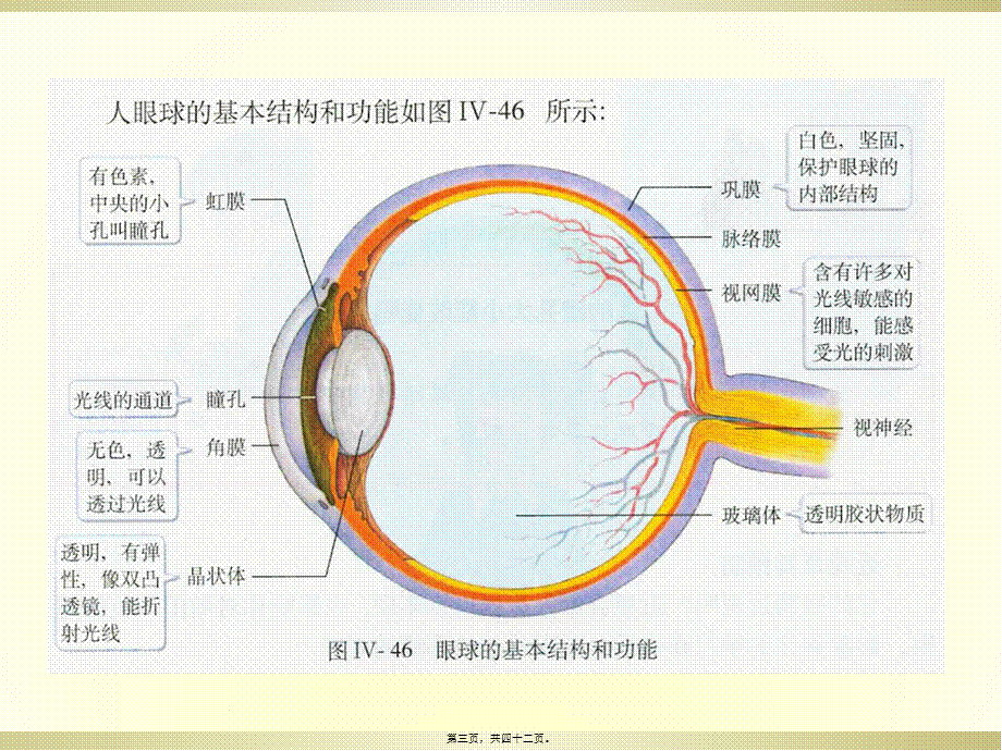 2022年医学专题—眼球的结构与功能.ppt_第3页