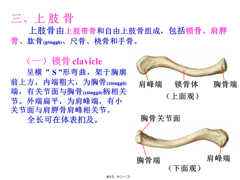 2022年医学专题—上肢骨与其连结.ppt_第3页