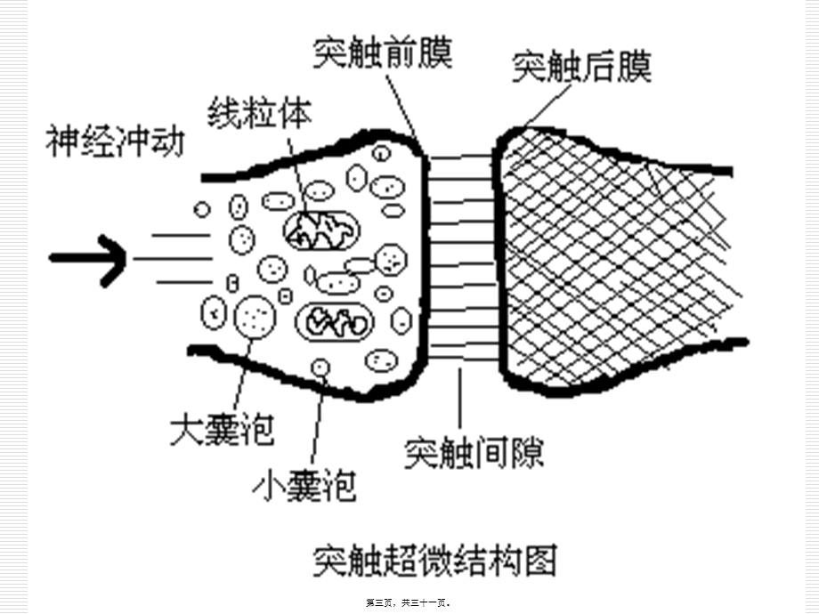 2022年医学专题—第七篇-拟胆碱药和(1).ppt_第3页