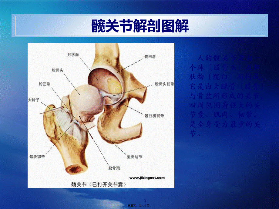 人工髋关节置换术(ppt).pptx_第3页