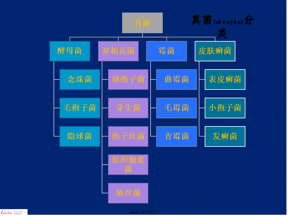 2022年医学专题—抗真菌药分类和作用机制.pptx_第3页