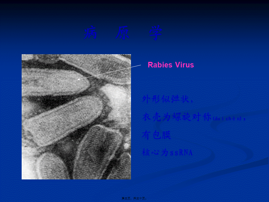 2022年医学专题—狂犬病防控.ppt_第3页