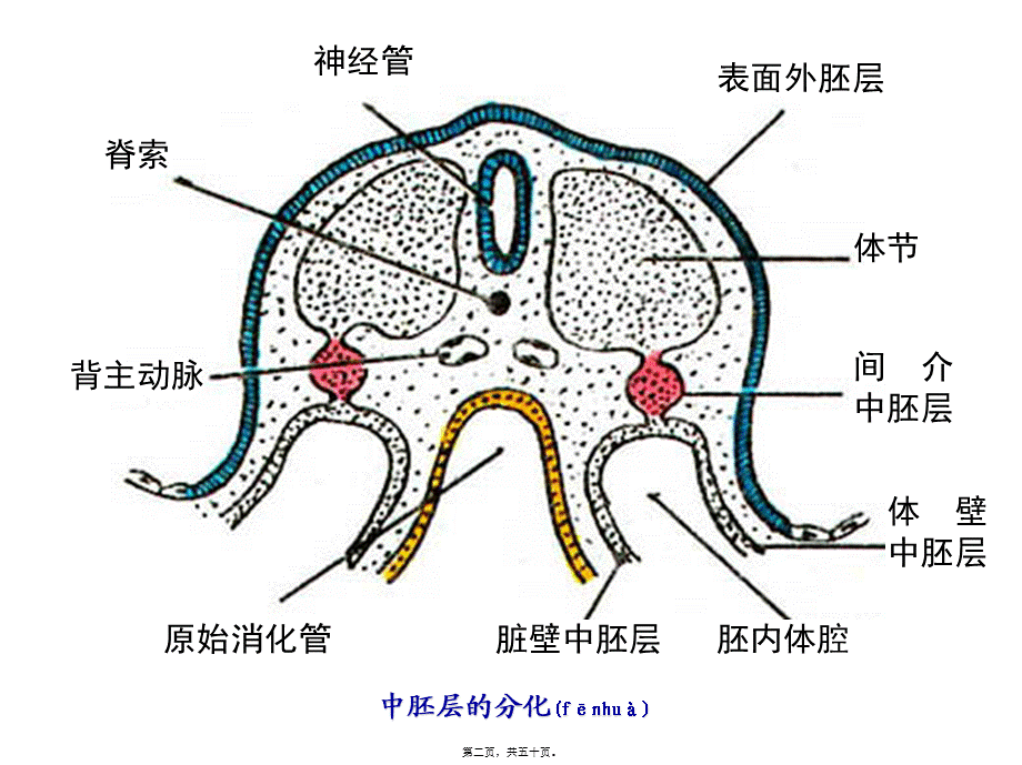 2022年医学专题—泌尿系统和生殖系统的发生(1).ppt_第2页