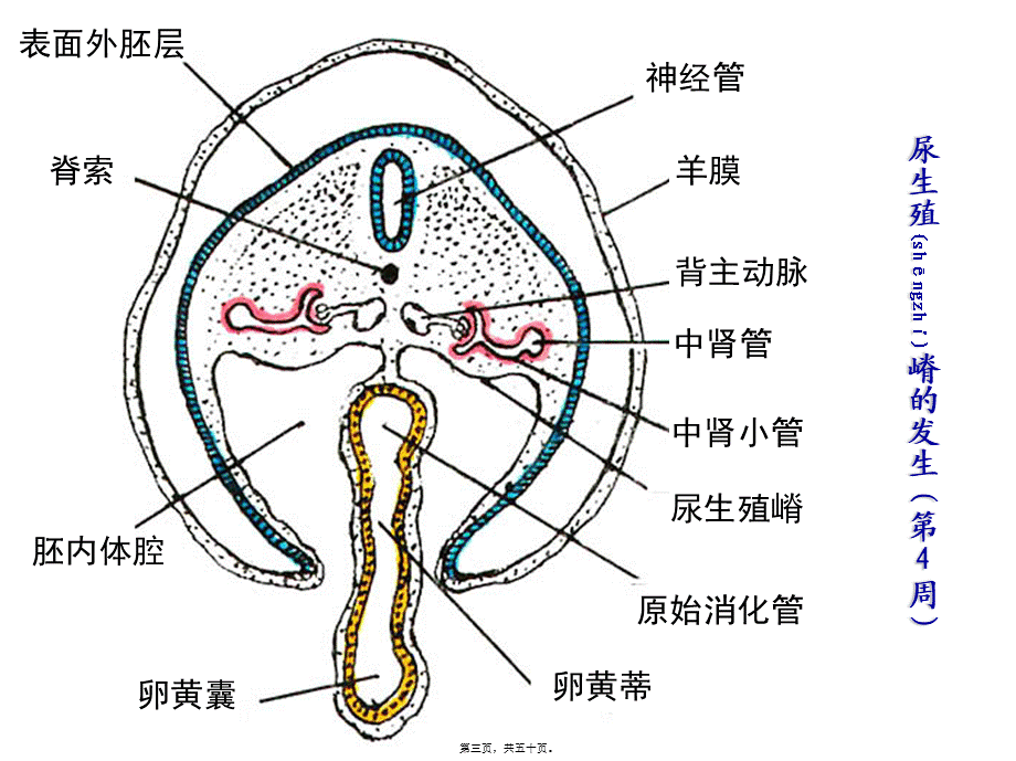 2022年医学专题—泌尿系统和生殖系统的发生(1).ppt_第3页