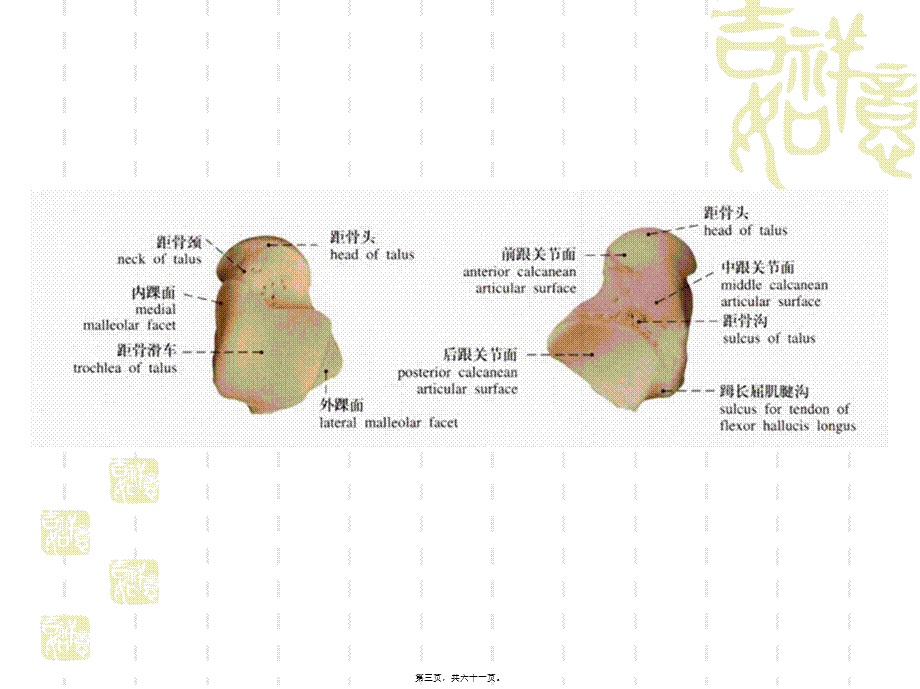 2022年医学专题—第五节-踝及足部损伤.ppt_第3页