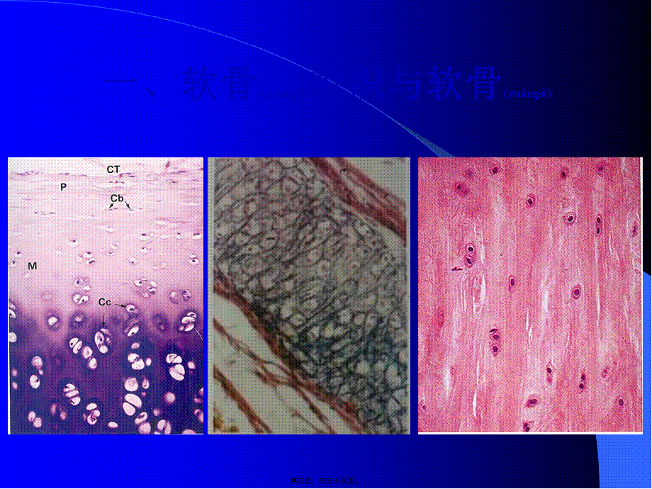 2022年医学专题—--软骨组织与骨组织(1).ppt_第3页