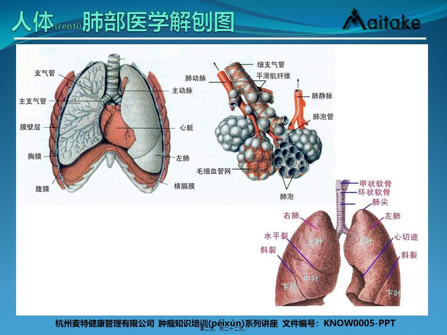 2022年医学专题—肺癌基础知识(1).pptx_第2页