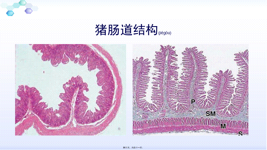 2022年医学专题—猪肠道健康与生产性能的关系.pptx_第3页