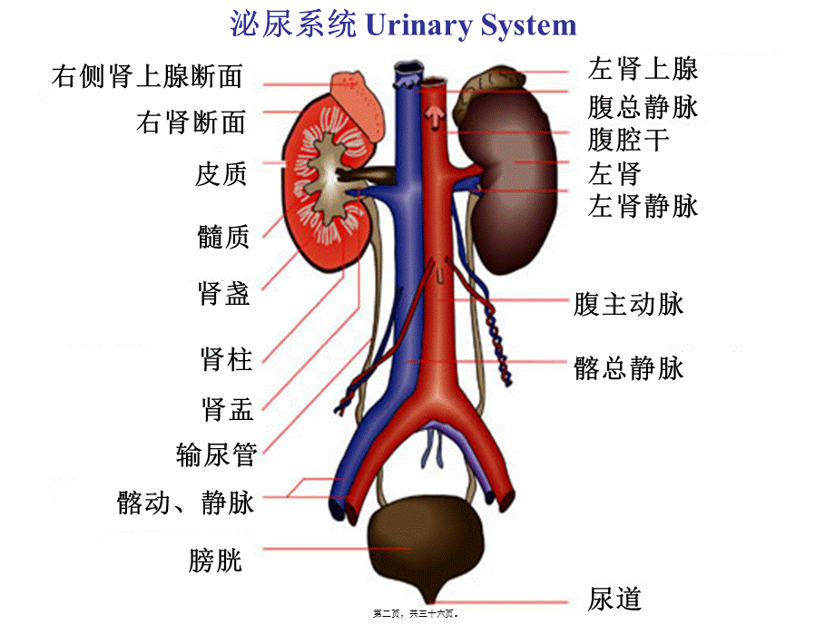 2022年医学专题—第18章泌尿系统.ppt_第2页