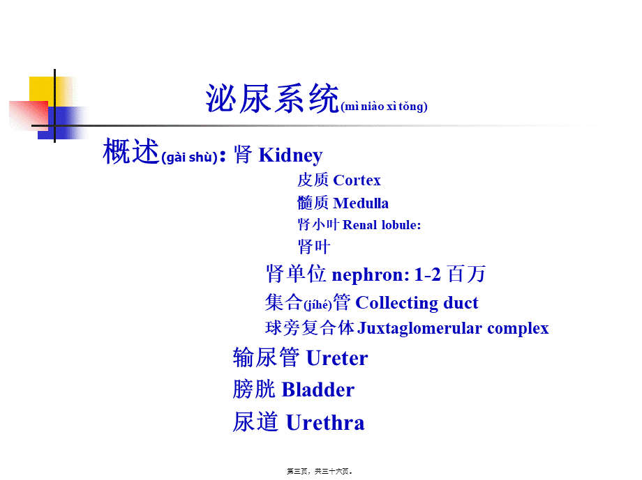 2022年医学专题—第18章泌尿系统.ppt_第3页