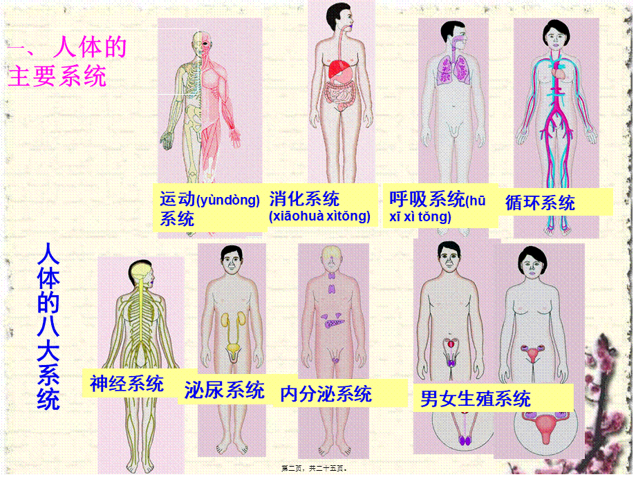 2022年医学专题—.3人体概述(1).ppt_第2页