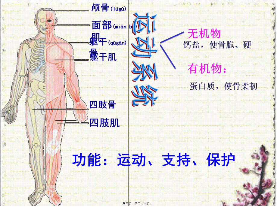 2022年医学专题—.3人体概述(1).ppt_第3页