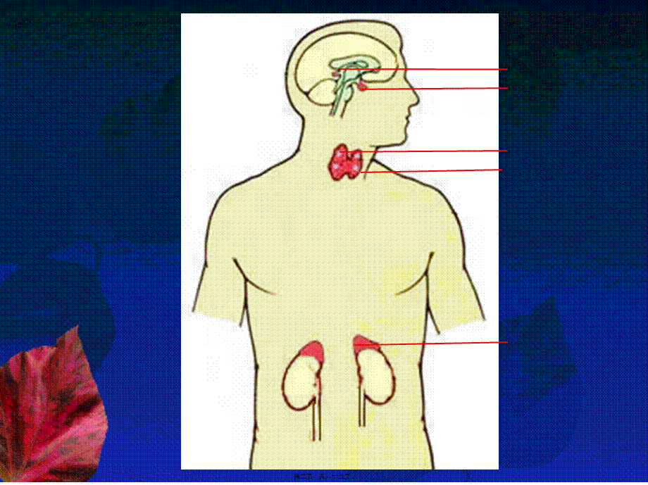 内分泌系统----组织学与胚胎学.pptx_第2页