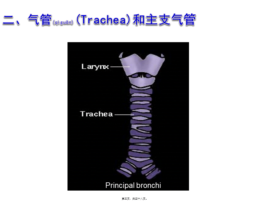 2022年医学专题—-1呼吸系统皮肤(1).pptx_第3页