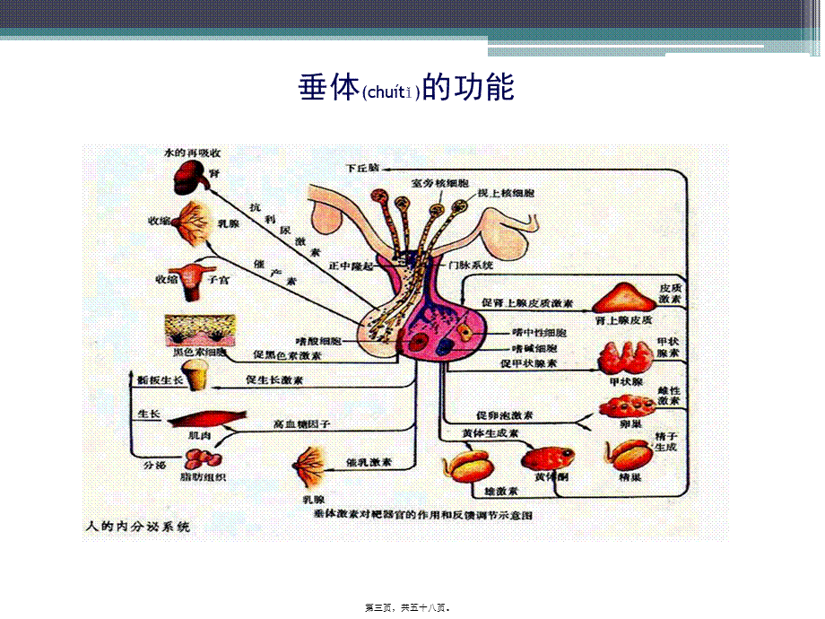 2022年医学专题—内分泌危象.ppt_第3页