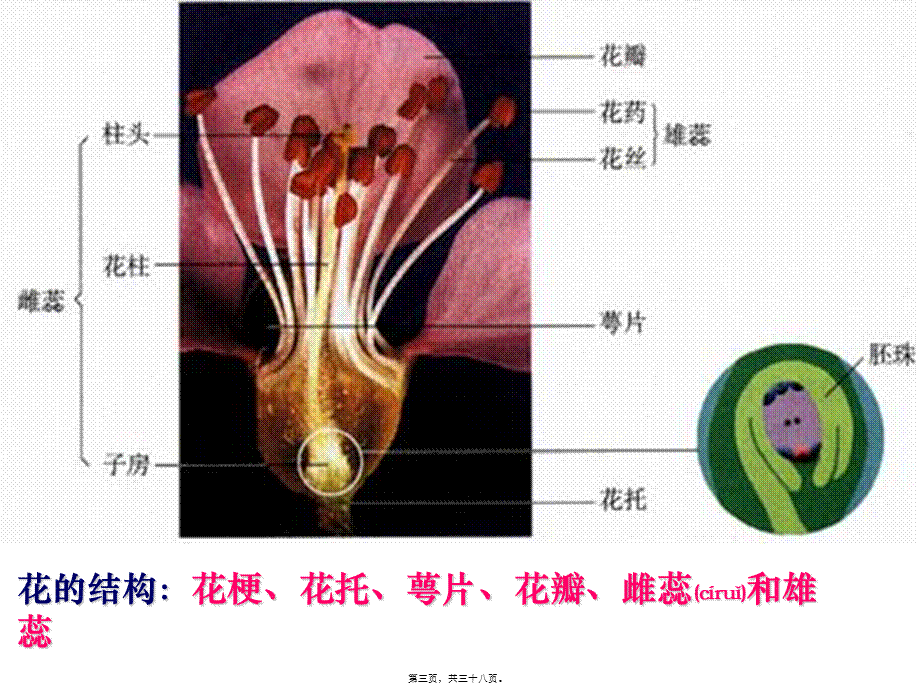 2022年医学专题—月季花药培养(1).ppt_第3页