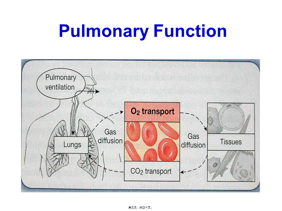 2022年医学专题—肺功能检查Pulmonary-Function-test概要(1).ppt_第3页