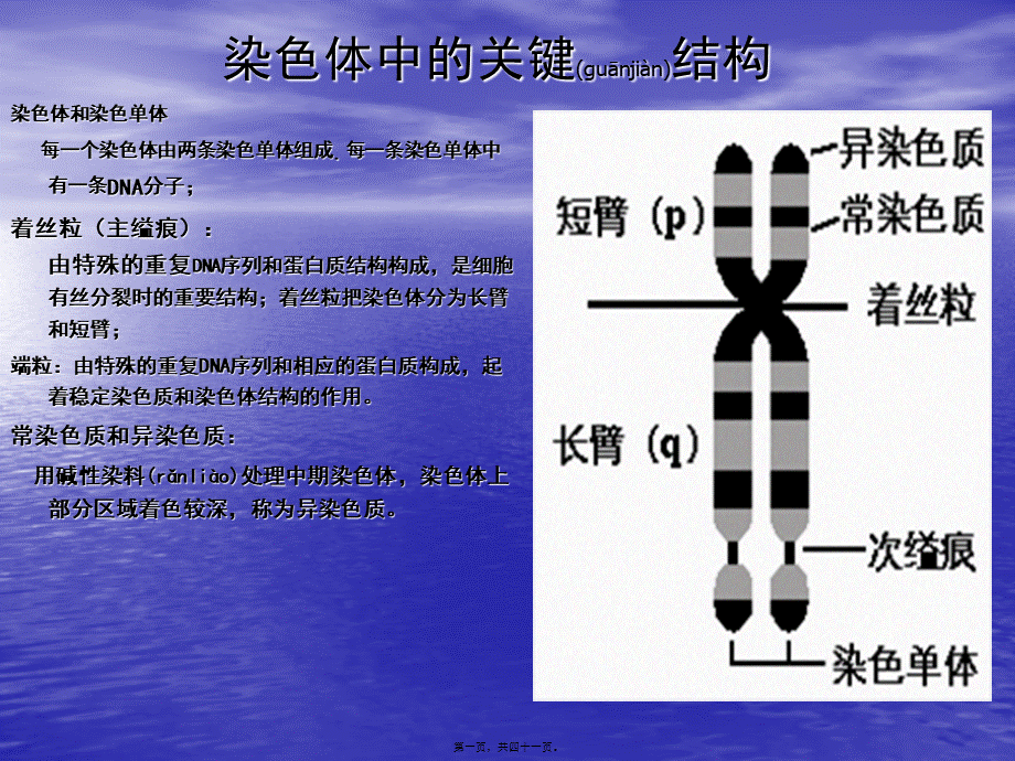 2022年医学专题—染色质与染色体(1).ppt_第1页