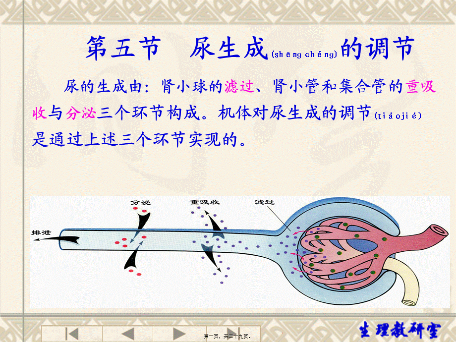 2022年医学专题—第八章-第五节--尿生成的调节(1).ppt_第1页