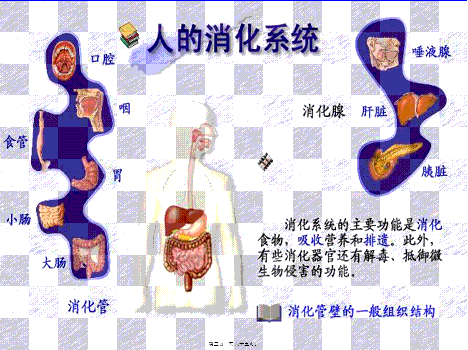 2022年医学专题—戈-消化和吸收.ppt_第2页