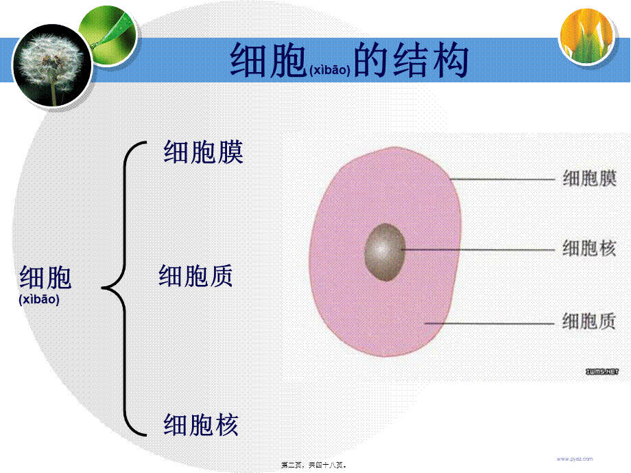 2022年医学专题—细胞膜系统边界.ppt_第2页