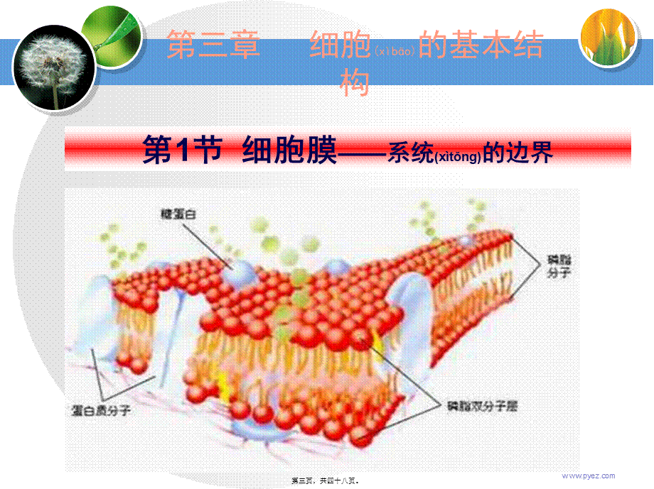 2022年医学专题—细胞膜系统边界.ppt_第3页